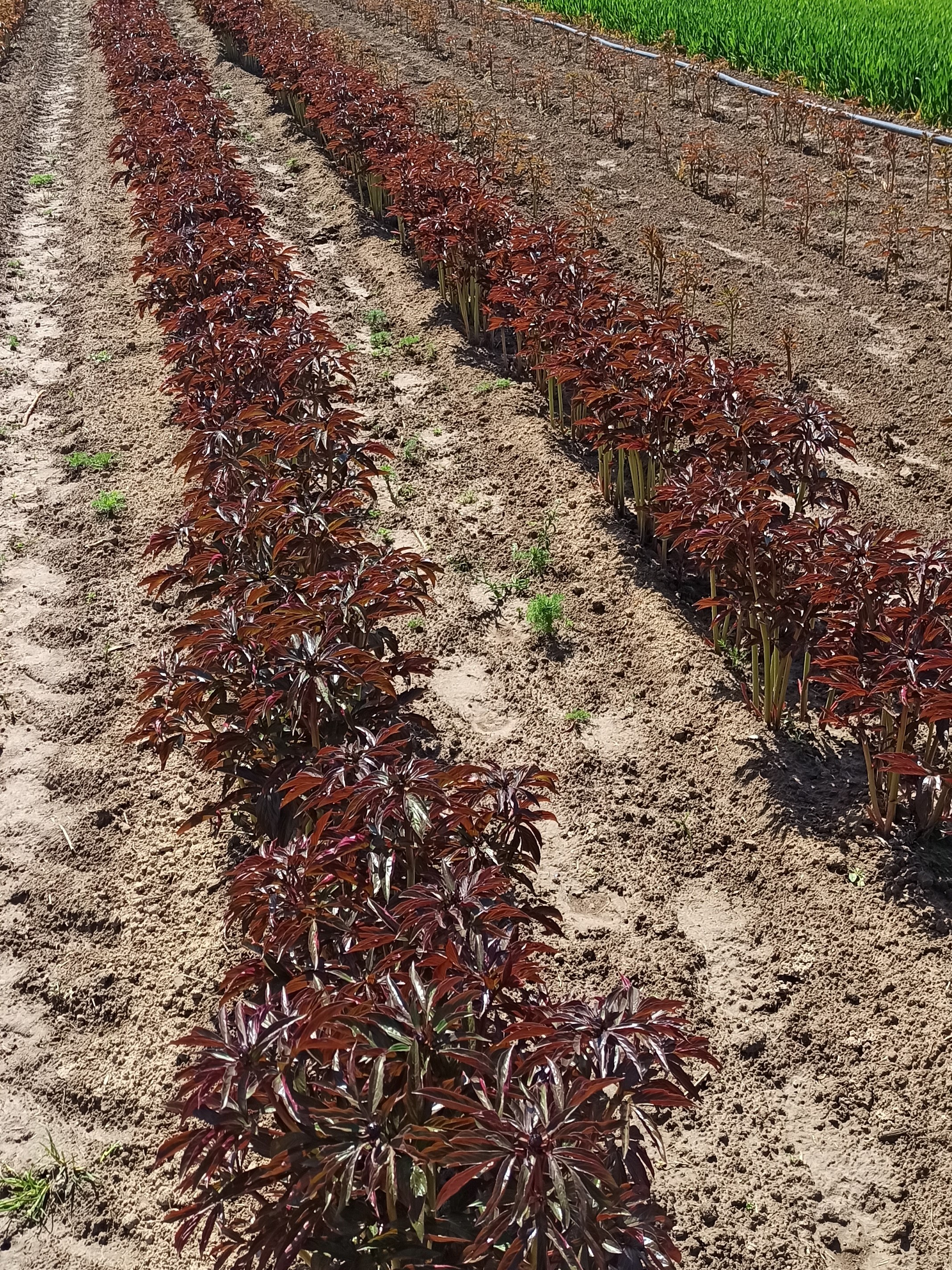 Pietertje Vriend Wagenaar